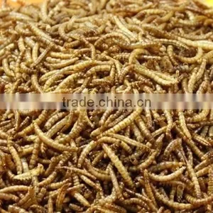 High Protein Wholesale Dried Mealworms Organic Chicken Feed thumbnail-1