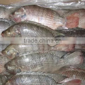 Frozen Tilapia Fillet Wholesale Price thumbnail-1