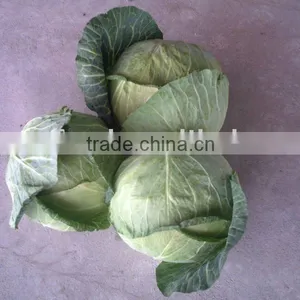 20kg Packed Cabbage thumbnail-1