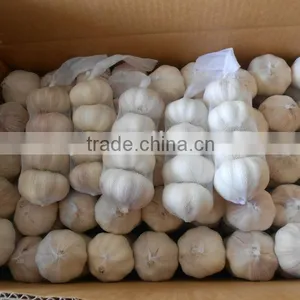 China Fresh Natural White Garlic thumbnail-1