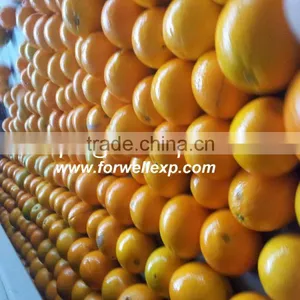 Fresh Oranges thumbnail-2