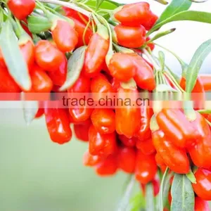 Tibet Organic ,pure Natural ,goji Berry thumbnail-3