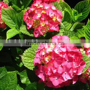 The Shrub Plant Hydrangea Macrophylla Seedling thumbnail-1