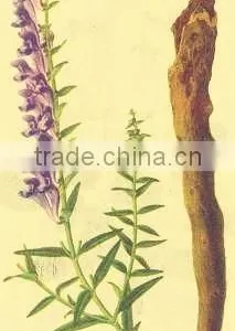 GMP Natural High Quality Cycloastragenol 98%/Astragalus Membranaceus Extract thumbnail-3