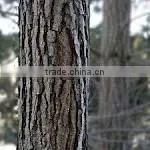 Pine Bark Extract Powder thumbnail-1