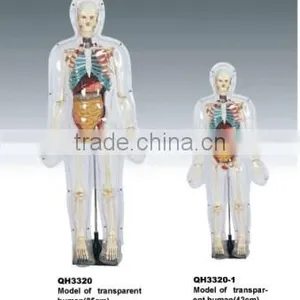 Model of Transparent Human(85cm) thumbnail-1