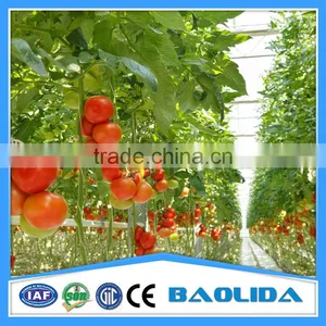 Low Cost Plastic Film Greenhouse For Tomatos thumbnail-1
