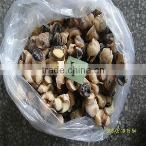 Best Season Buy Conch Shells thumbnail-1