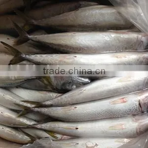 Frozen Pacific Mackerel thumbnail-4