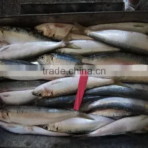 New Fish Sardine for Bait on Sale thumbnail-1