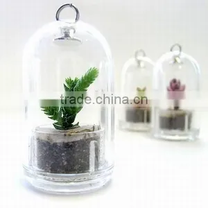 Live Mini Plant and Plant Pet Tree thumbnail-3