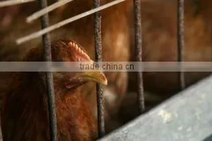 Chicken Cage thumbnail-1