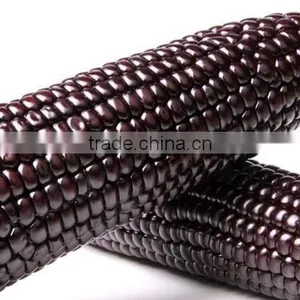 Steamed/Blanched IQF Frozen Waxy Purple Corn Purple Color thumbnail-6