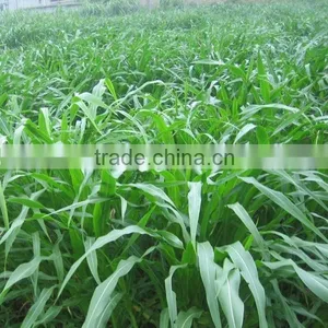 2016 New Forage Grass Seeds Sorghum Sudan Grass Seeds For Growing thumbnail-4