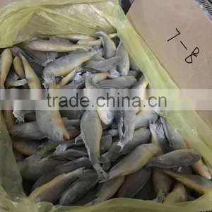 Ship Frozen Small Yellow Croaker for Sale thumbnail-3