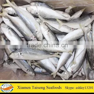 Light Catch Frozen Round Scad With All Size for Bait thumbnail-2