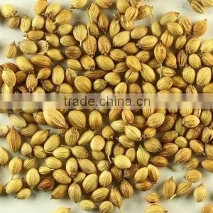 CORIANDER WHOLE thumbnail-1