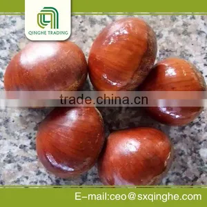 2015 New Crop Fresh Chestnut Inshell thumbnail-1