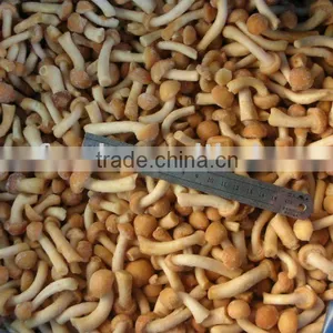 Chinese IQF Nameko thumbnail-1