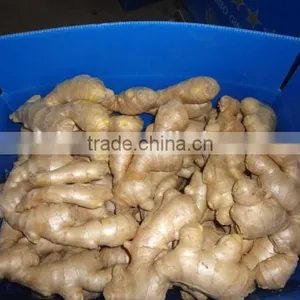 Fresh Ginger thumbnail-5