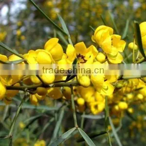 Cassia Angustifolia Extract thumbnail-2