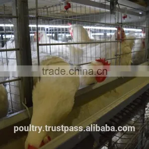 Poultry Cages thumbnail-5