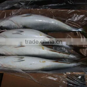 Yellow Tail Fish thumbnail-1
