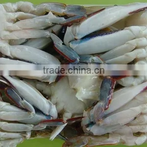 Frozen Best Quality Mud Crab thumbnail-1