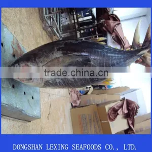 Frozen Tuna Fish thumbnail-1