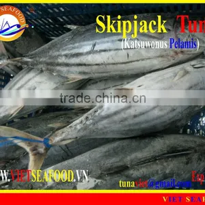 FROZEN SKIPJACK TUNA WHOLE ROUND thumbnail-1
