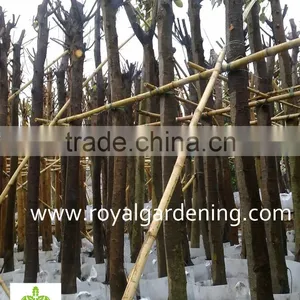 Ficus Altissima Tropical Trees Plants thumbnail-2