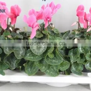 CYCLAMEN PINK thumbnail-1