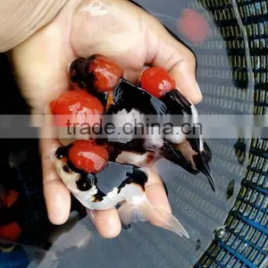 High Quality Gold Fish for Aquarium Fish Importer thumbnail-1