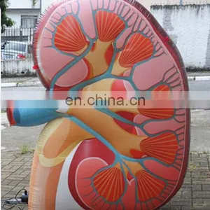 Inflatable Heart / Custom Inflatable Viscera Replica / Medical Inflatables thumbnail-1