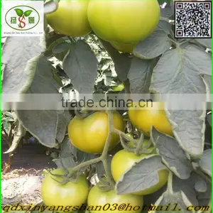 (HOT) Fresh Tomato Export From China thumbnail-1