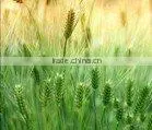 Wheatgerm Basic Oil thumbnail-1