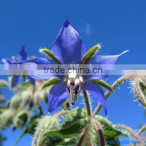 Professsional Borage Oil Whole Sale thumbnail-1