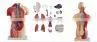 Human Body Anatomy Sexless Torso Model thumbnail-3