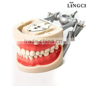 Hot Sell Dental Teeth And Jaw Models thumbnail-1