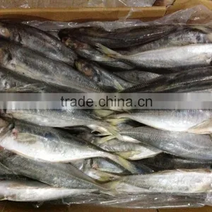 Frozen Whole Round Horse Mackerel 20cm From China Supplier thumbnail-1