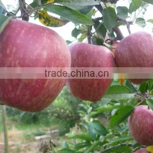 Huaniu Apple thumbnail-1
