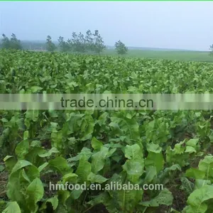 Competitive Price Fresh Horseradish thumbnail-5
