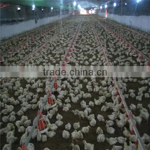 Computer-controlled Poultry Feeding System thumbnail-1