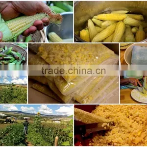 Starch Corn From Vietnam thumbnail-2