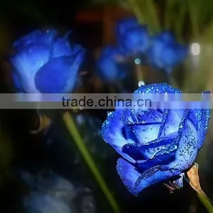 Grade A Fresh Rose Flowers Fresh-cut Roses thumbnail-5