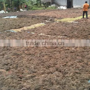Sell Gracilaria, Eucheuma Spinosum And Eucheuma Cottoni Seaweeds thumbnail-6