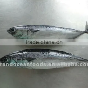 Horse Mackerel thumbnail-1