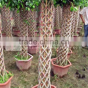 Ficus Benjamina Cage Shape Trees thumbnail-1