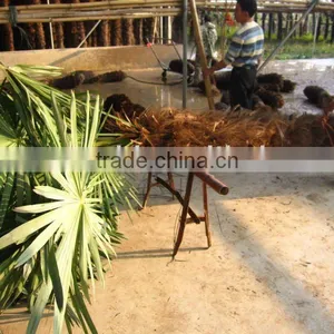 Trachycarpus Fortunei Packing Trees thumbnail-1