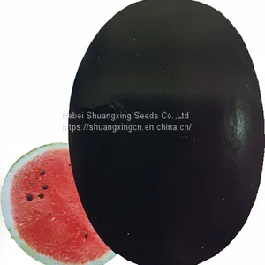 Crimson Hybrid Oval Shape Watermelon Seeds for Planting thumbnail-3